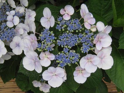 Hydrangea,AWTCAxoCY