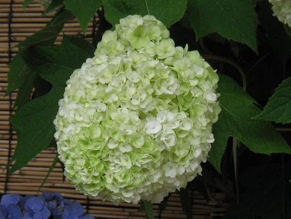 Hydrangea,Quercifolia Harmony,AWTCAJVoAWTCAn[j[