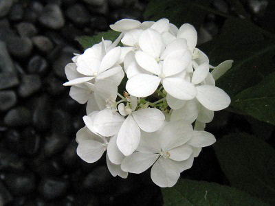 Hydrangea serrata,Iyatemari,}AWTCAcJĂ܂