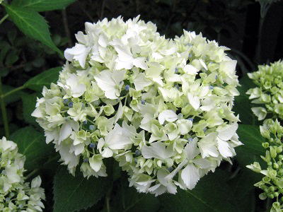 Hydrangea serrata,Hanafubuki,}AWTCAԐ