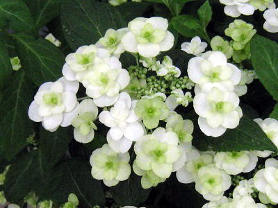 Hydrangea serrata,Fuji no Taki,}AWTCAxm̑