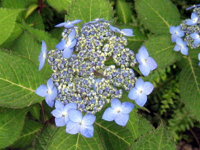 Hydrangea serrata,Aihime,}AWTCAP