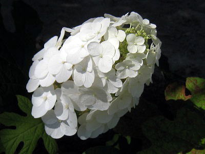 Hydrangea,quercifolia,AWTCAJVod