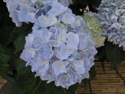 Hydrangea,Water Blue,AWTCAEH[^[Eu[