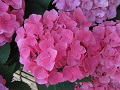 hydrangea,ڎ