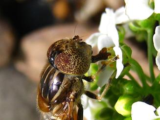 Eritalinus quinquestriatus,LSVniAu