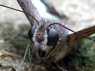 common bluebottle3,AIXWAQn3