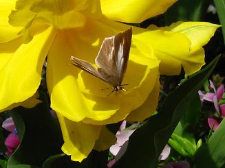 Long-tailed Blue,Ei~VW~