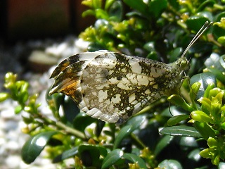 Male of Yellow tip,c}L`ẼIX