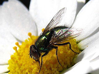 Stomorhina obsoleta,LoG