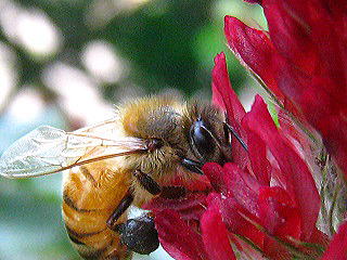 Apis mellifera,ZCE~co`