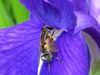 Mesembrius flaviceps,V}AVugniAu