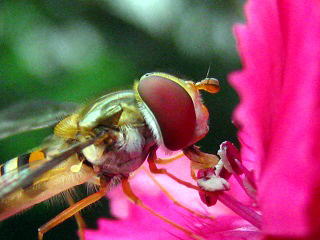 Episyrphus balteatus,Nq^Au