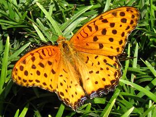 Male Indian Fritillary,c}OqẼIX