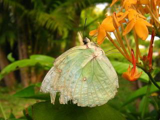 Butterfly of Cambodia,J{WÃ`E