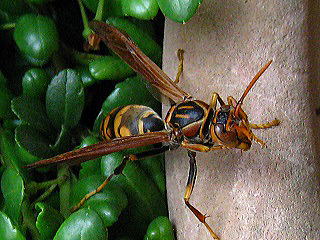 Polistes jadwigae jadwigae Dalla Torre 1904,,ZOAViKo`