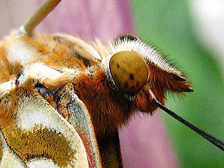 Female Indian Fritillary,c}OqẼX