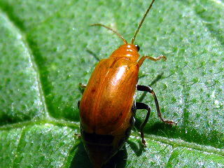 Cucurbit leaf beatle,EnV