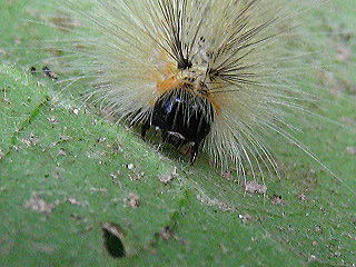 Caterpillar Garden Tiger Moth,AJVqg̗c