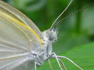 Small White,V`E