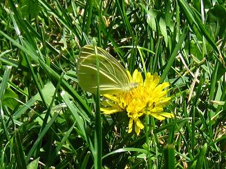 Small White of Turkey,gR̃V`E