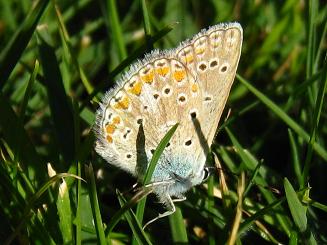 Butterfly of Turkey,gR̃`E