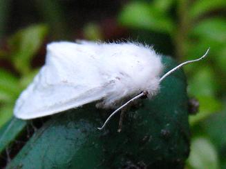 Garden Tiger Moth2,Vqg