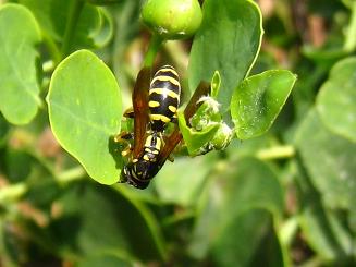 Paper Wasp of Malta,}^̃AViKo`