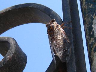 Cicada of Malta,}^̃Z~