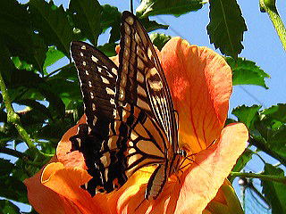 Swallowtail Butterfly,AQn