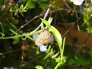 Butterfly of Malta,}^̃`E