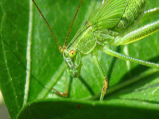 Grub Phaneroptera faloata,cV̗c