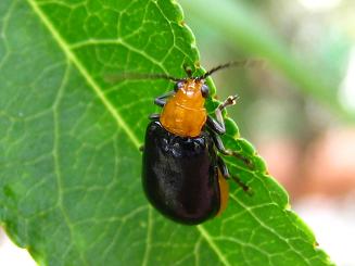 Aulacop hara nigripennis,NEnV