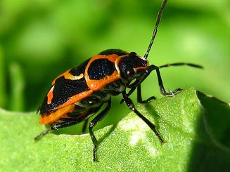 Enrydema rugosa,iK