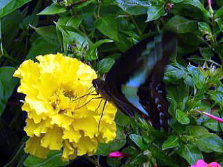 Common Bluebottle,AIXWAQn