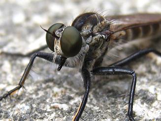 Robber fly,gtVtL