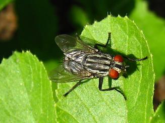 Boettcherica peregrina,Z`jNoG