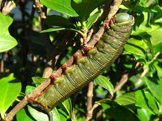 Caterpillar Hawk Moth1,IIXJVo̗c