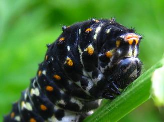 Caterpillar Old World Swallowtail,LAQn̎c