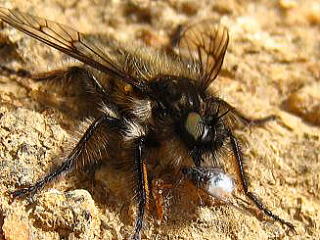 Laphria mitsukrii,IICVAu