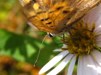 Small Copper,xjVW~