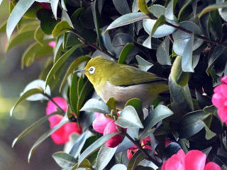 warbling white-eye1,W