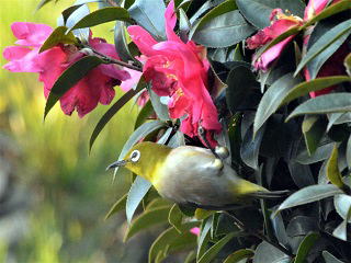 warbling white-eye2,xW