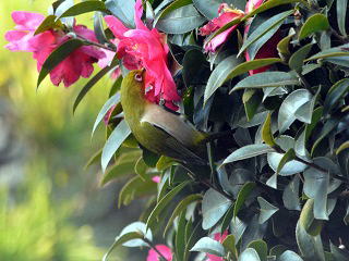 warbling white-eye3,W