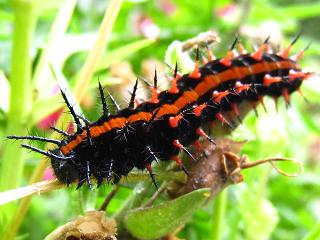 Caterpillar Indian Fritillary,c}OqE̗c