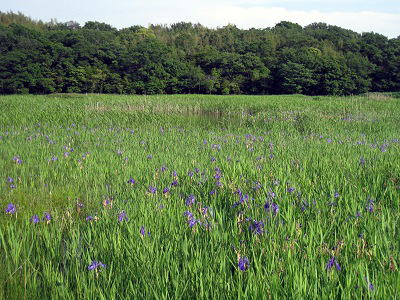 Wild Kakitsubata grow in colonies.ñJLco^Q