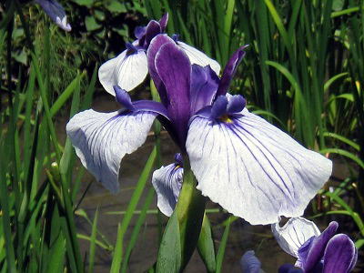 Iris Ensata,'Dewa no Sato,'ԏҊAoH̗