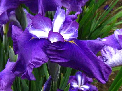 Iris Ensata,'Murasaki-shikibu,'