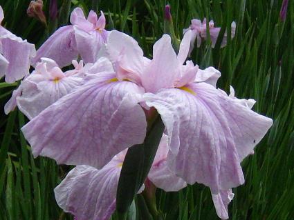 Iris Ensata,'Naniwazu,'QԒ