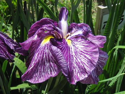 Iris Ensata,'Shin-tagasode,'ԏҊAVN